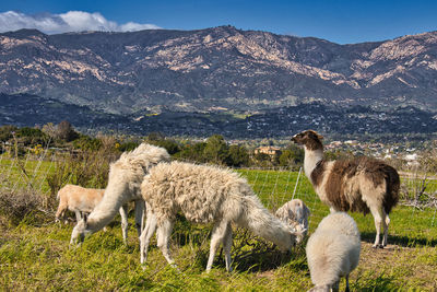 Herd of sheep on field against mountain range