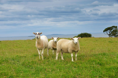 Sheep standing on grassy field against cloudy sky during sunny day