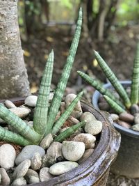 High angle view of plant growing on land
