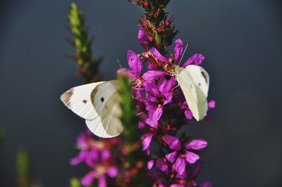 Close-up of butterfly pollinating on purple flower