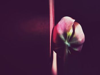 Close-up of red tulip in darkroom