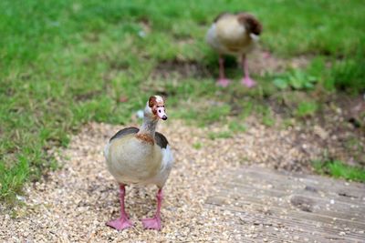 View of duck on field