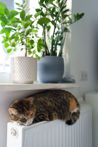 Playful cat rest on warm battery indoors. cute kitten lying on hot radiator in apartment feel cozy