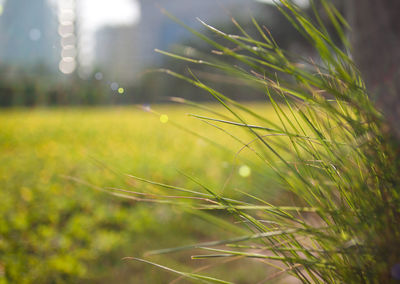 Close-up of wheat growing on field