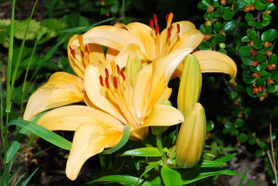 Close-up of day lily