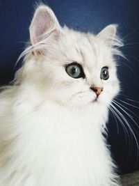 Close-up portrait of white cat