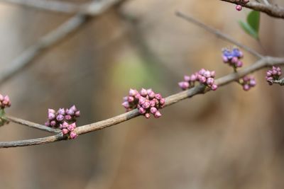 Close-up of pink cherry blossom on tree