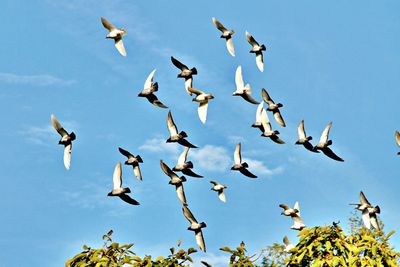 Low angle view of birds flying in sky