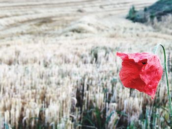 Close-up of red flower on field