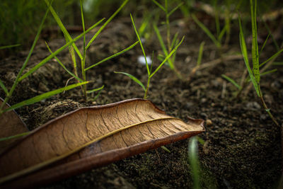 Close-up of mushroom growing on field