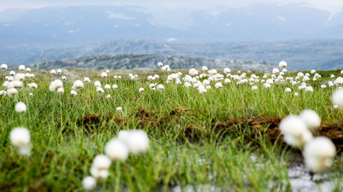 Close-up of white flowering plants on land