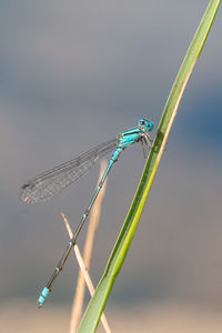 Close-up of dragonfly on leaf against blurred background