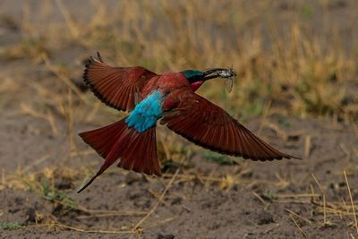Close-up of bird flying