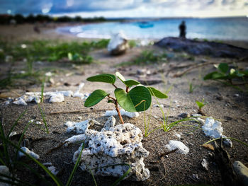 Close-up of plant growing on field