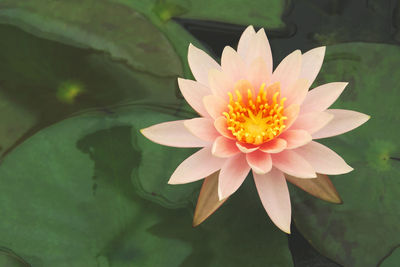 Close-up of lotus water lily