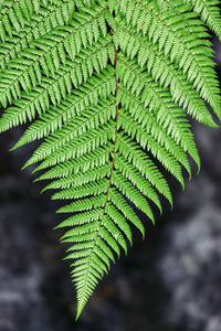 Close-up of fern leaves