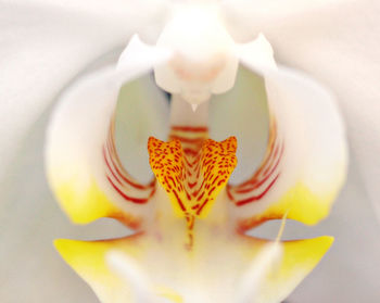Close-up of rose