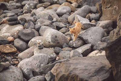 High angle view of cat on pebbles and rocks