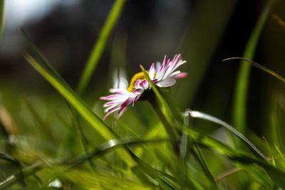 Close-up of pink flowers