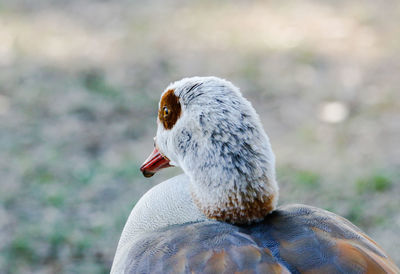 Close-up of bird