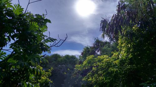 Low angle view of trees against sky