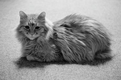 Portrait of cat sitting