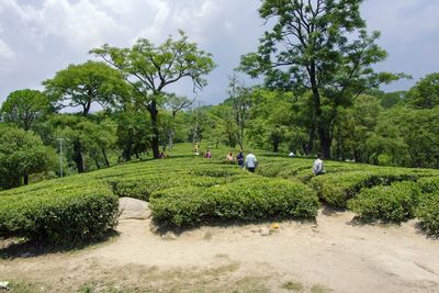 Trees on field against sky