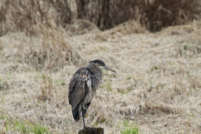 A heron standing on a post with a meadow filled with dormant grass in the background