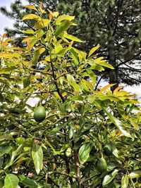 Close-up of fruits on tree