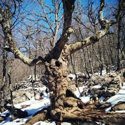 Bare trees on snow covered landscape