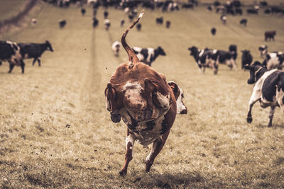 Cows running on field