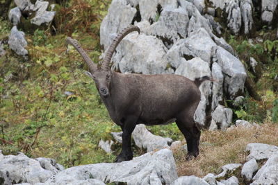 Side view of sheep on rock