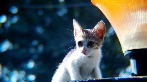 Close-up portrait of cat