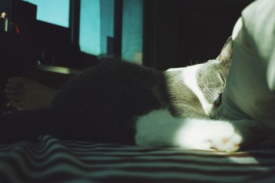 Cat sleeping on bed at home