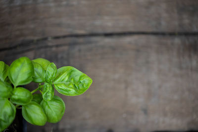 Close-up of basil leaves against wooden wall