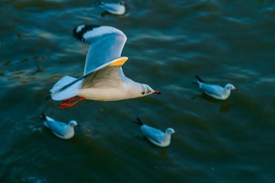 High angle view of seagulls swimming in sea