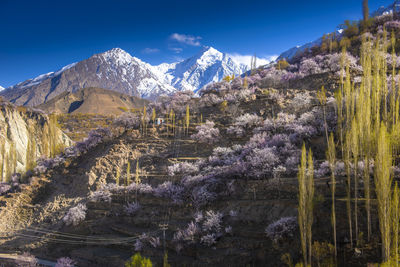 Colorful cherry blossoms blooming in spring on beautiful mountain background.