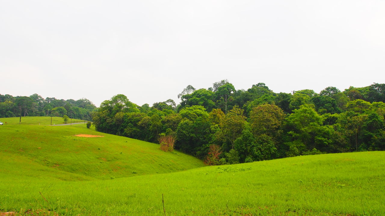 TREES GROWING ON FIELD AGAINST SKY