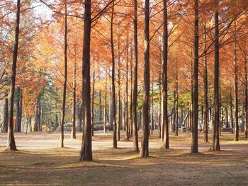 Trees in forest during autumn