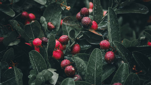 Close-up of berries growing on plant