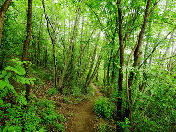 Trees growing in forest