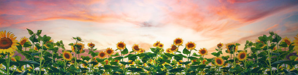 Close-up of flowering plants on field against sky