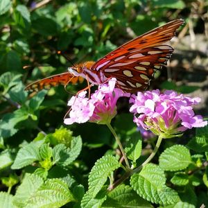 Close-up of butterfly pollinating on flower