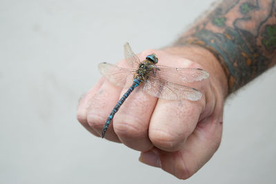 Close-up of insect on hand