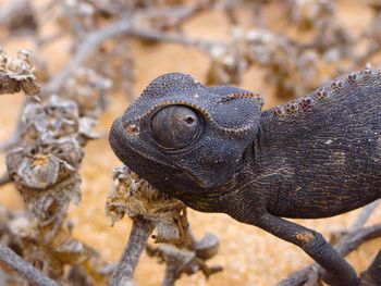 Close-up of lizard at namib 