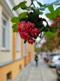 Close-up of flowering plant against building