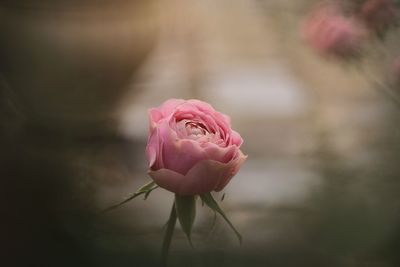 Close-up of pink rose