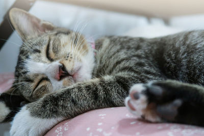 Close-up of cat sleeping