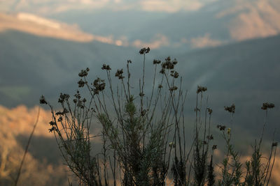 Plants against sky during sunset