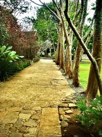 Footpath amidst trees in park